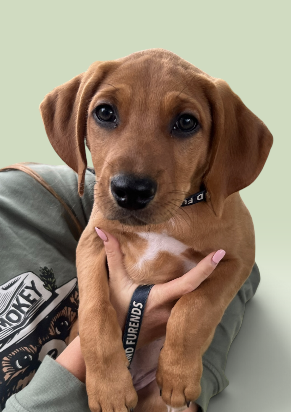 SAVANNAH'S LITTER: ONTARIO