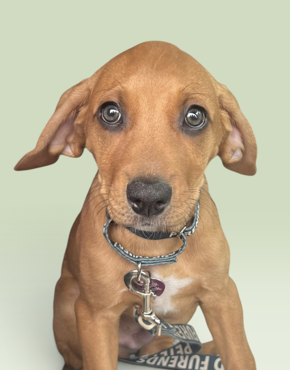SAVANNAH'S LITTER: JAKE PERALTA