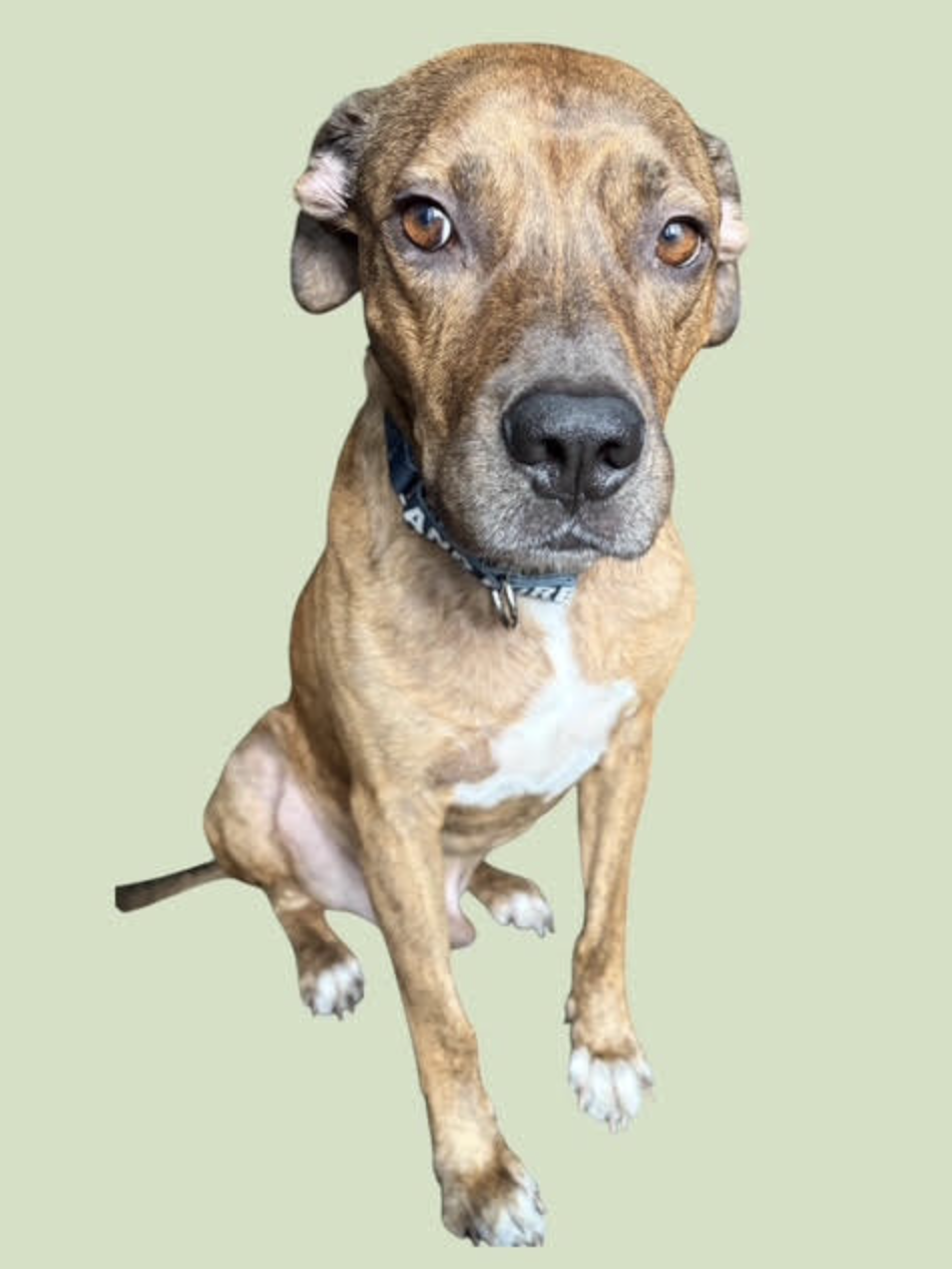 MILO