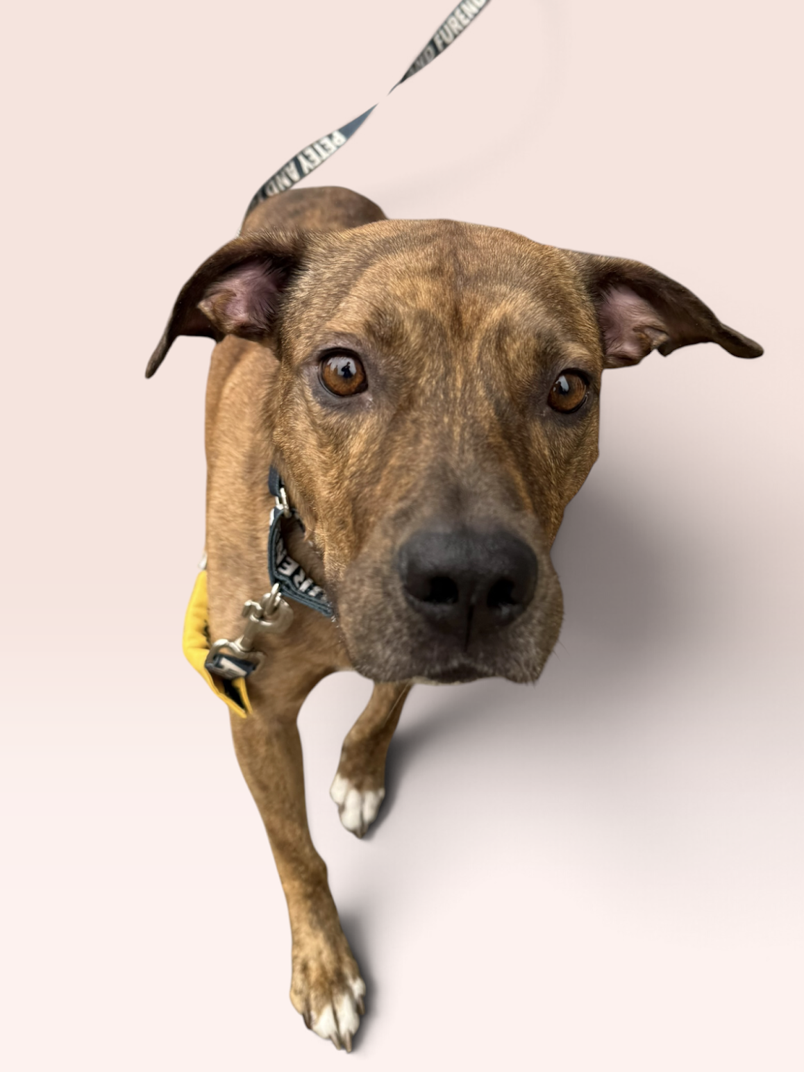 MILO
