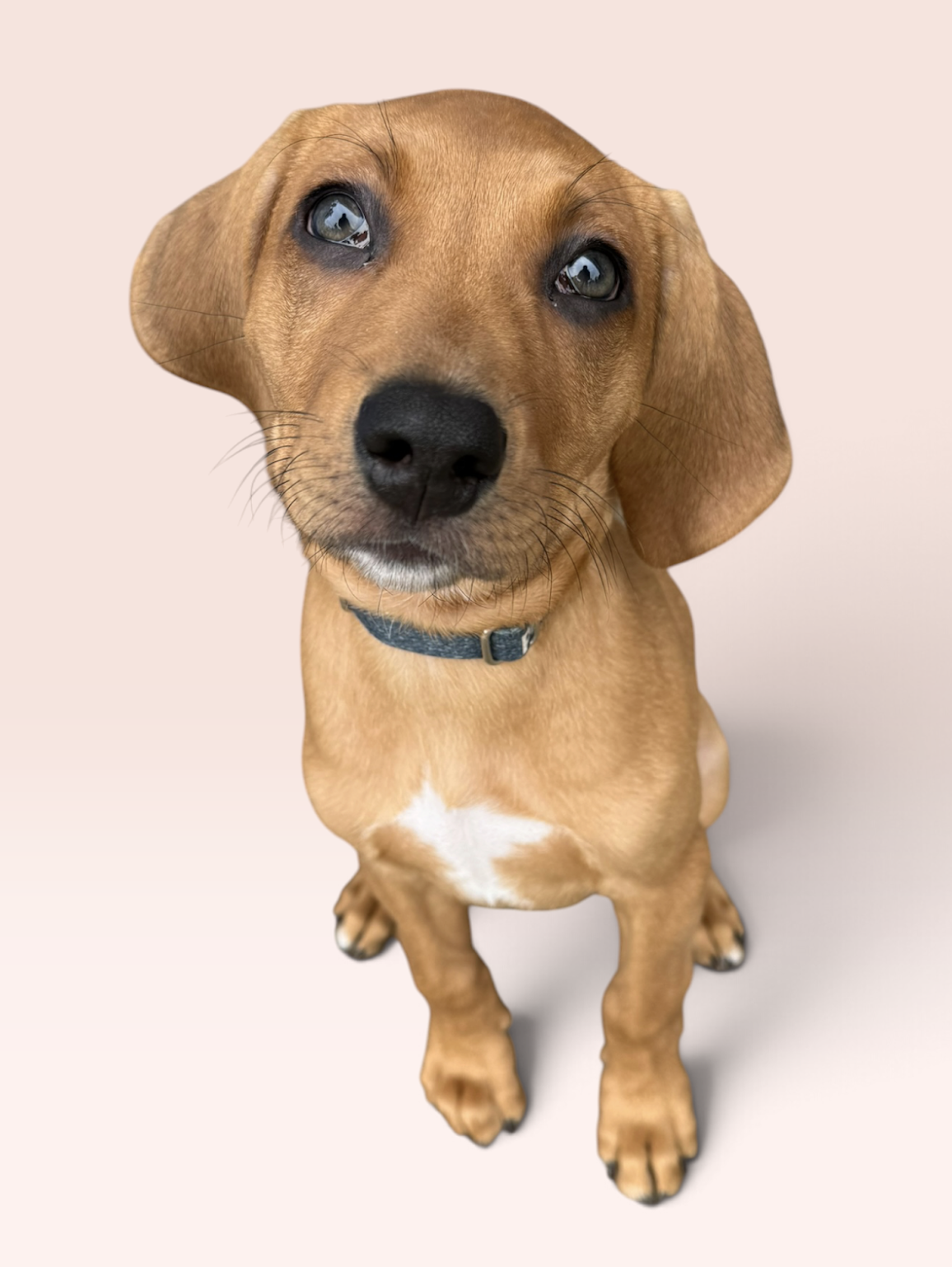 SAVANNAH'S LITTER: JAKE PERALTA