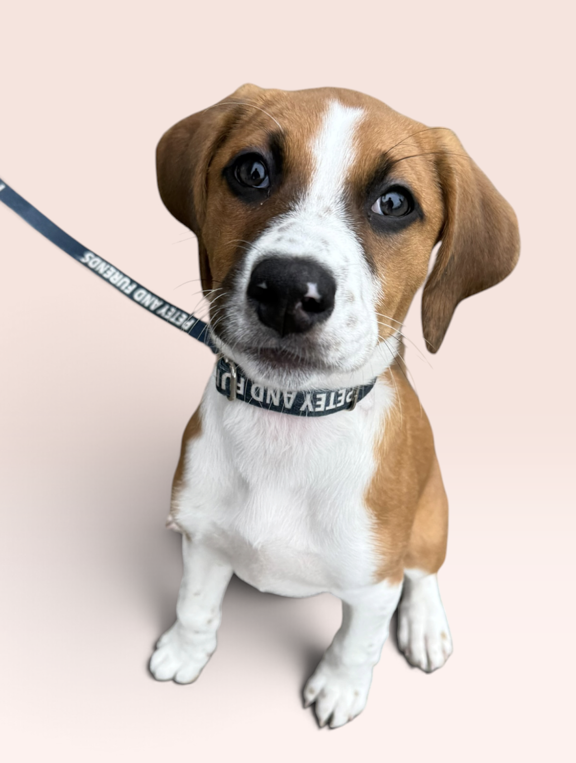 SAVANNAH'S LITTER: KALEKI