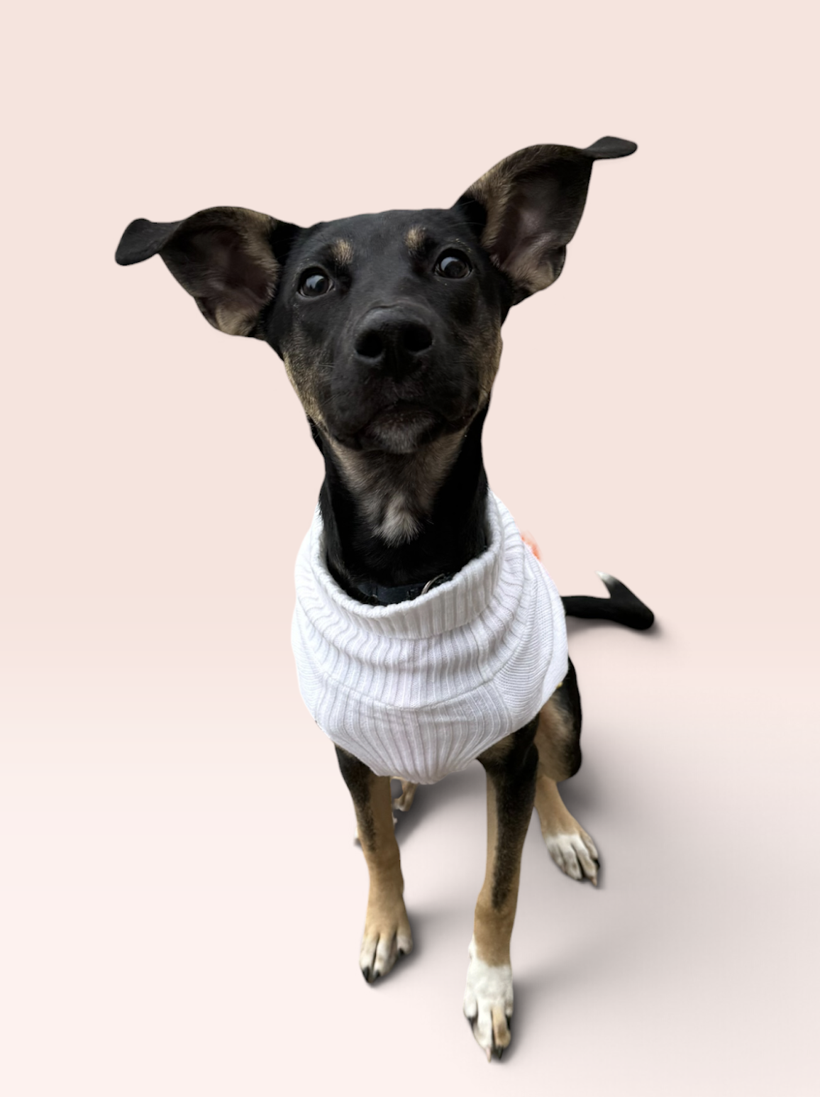 SAM