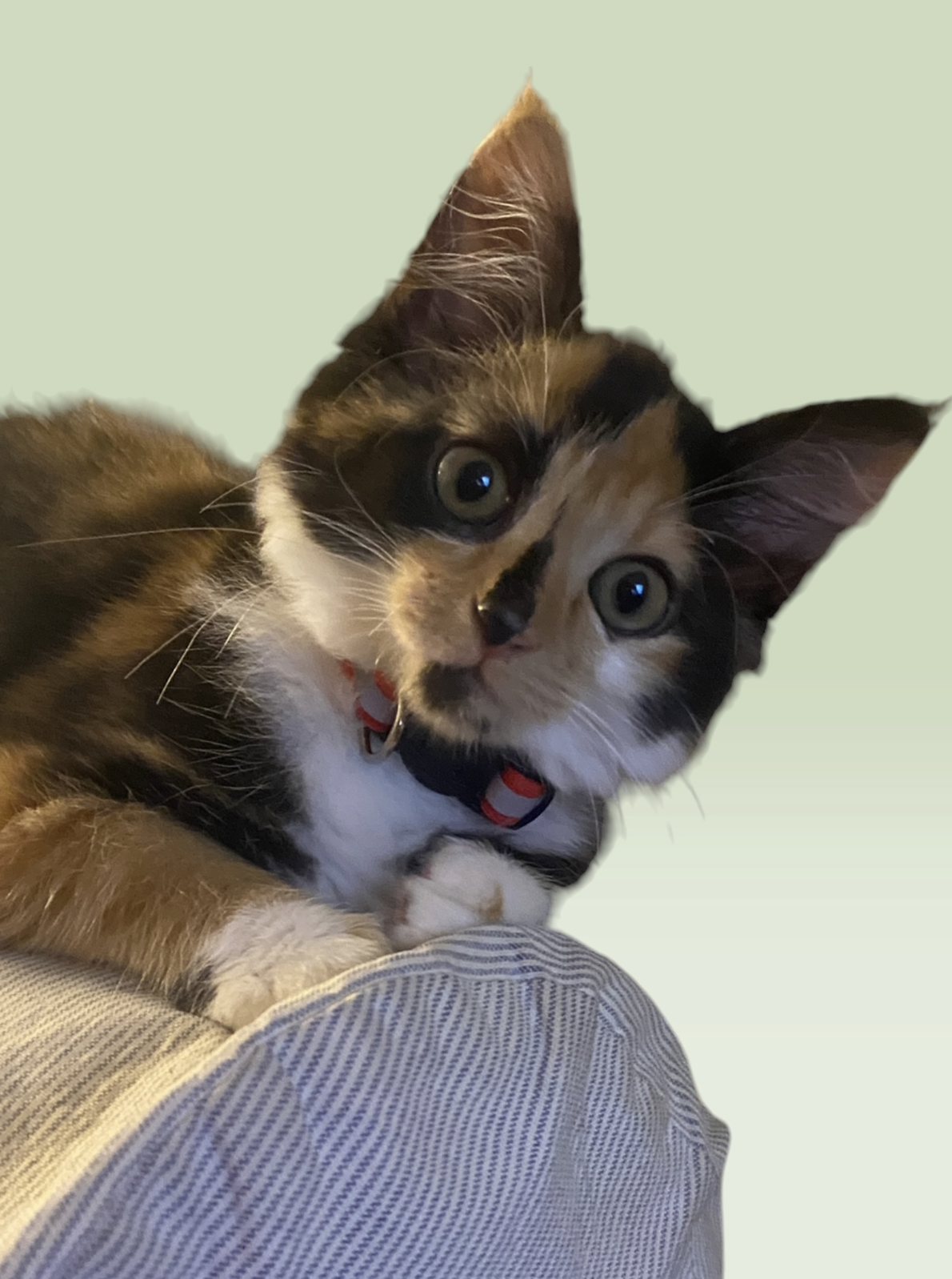 ELVIRA