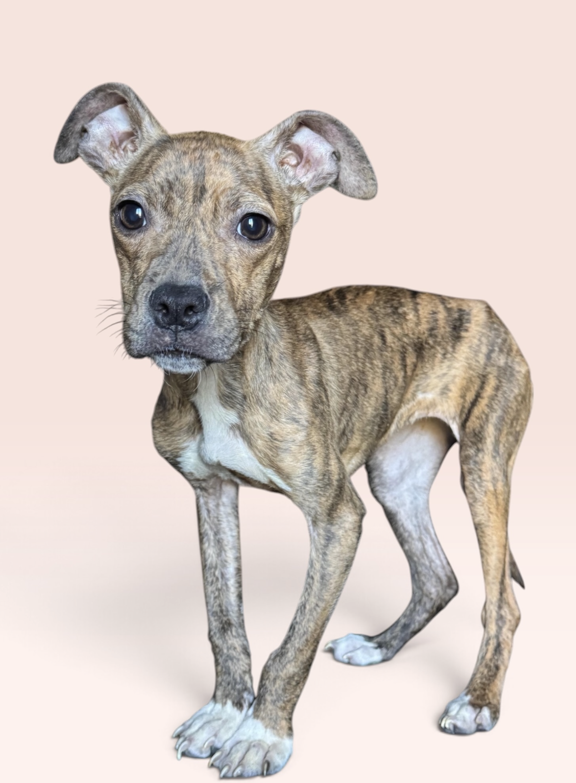 DOBBY