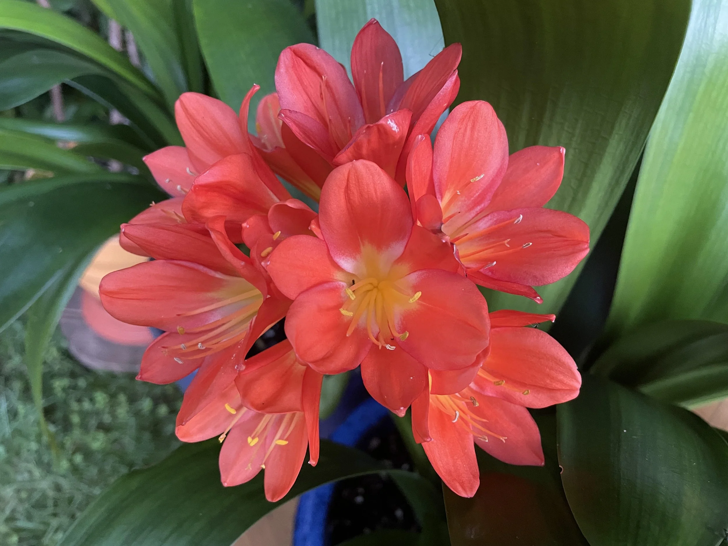A cluster of pink and orange lily blossoms framed by green leaves.