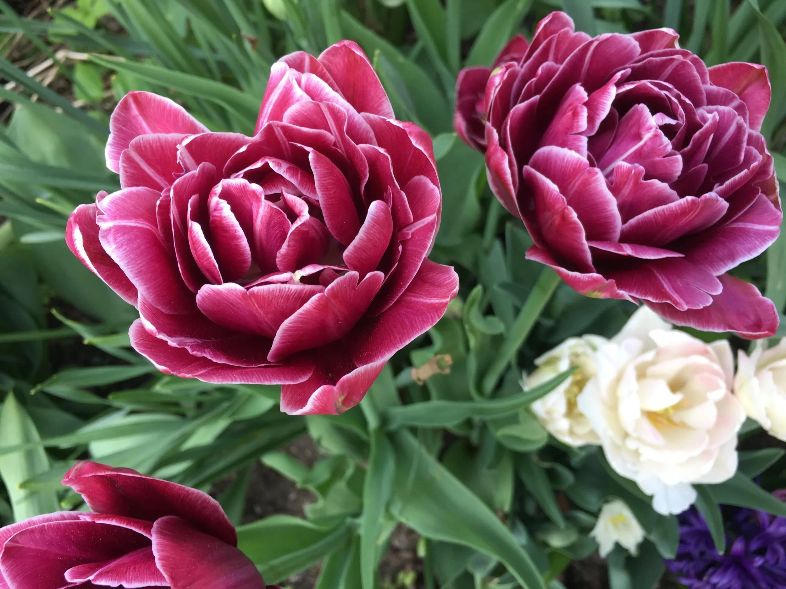 Laura's Flower.jpg