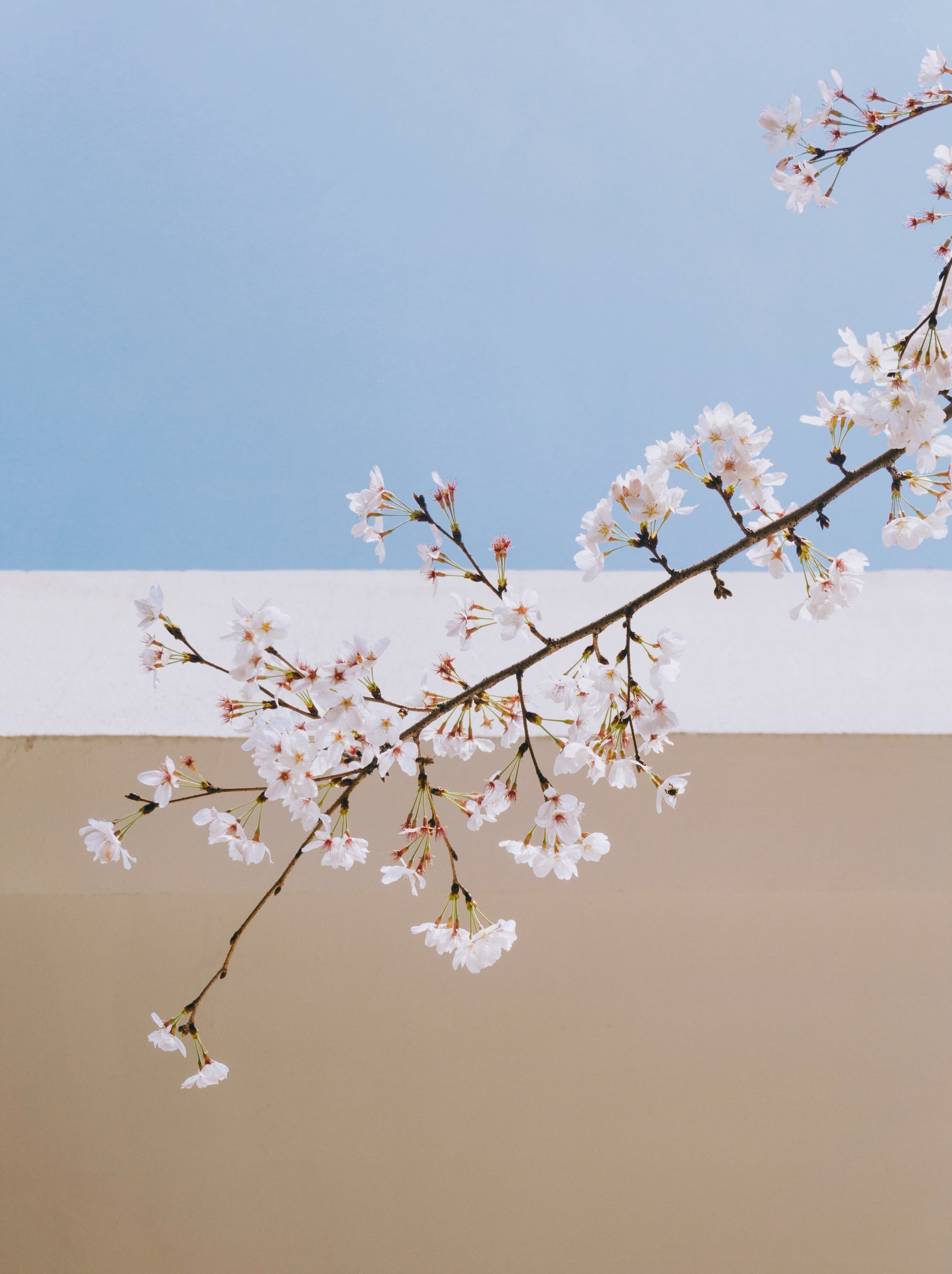 Reiki Refreshers Day