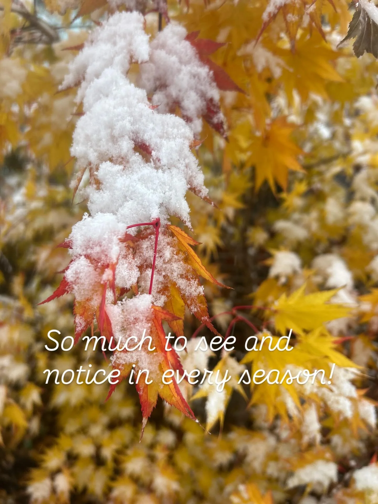 Snow is here and will quickly disappear. Go outside, see it all, sit with it while wearing your warmest clothes. It&rsquo;s just simply beautiful and it means we&rsquo;re getting closer to Spring once again. #snow #toronto #outside #nature #forestthe
