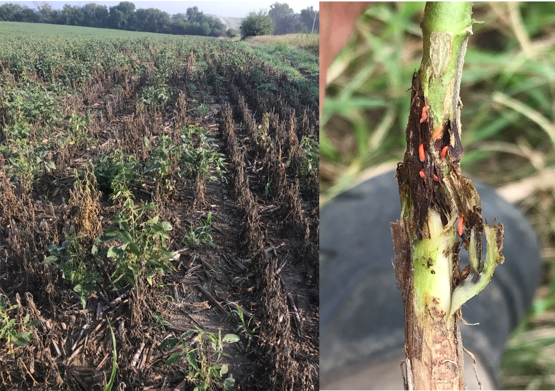 Significant field injury and 3rd instar larvae on soybean plant