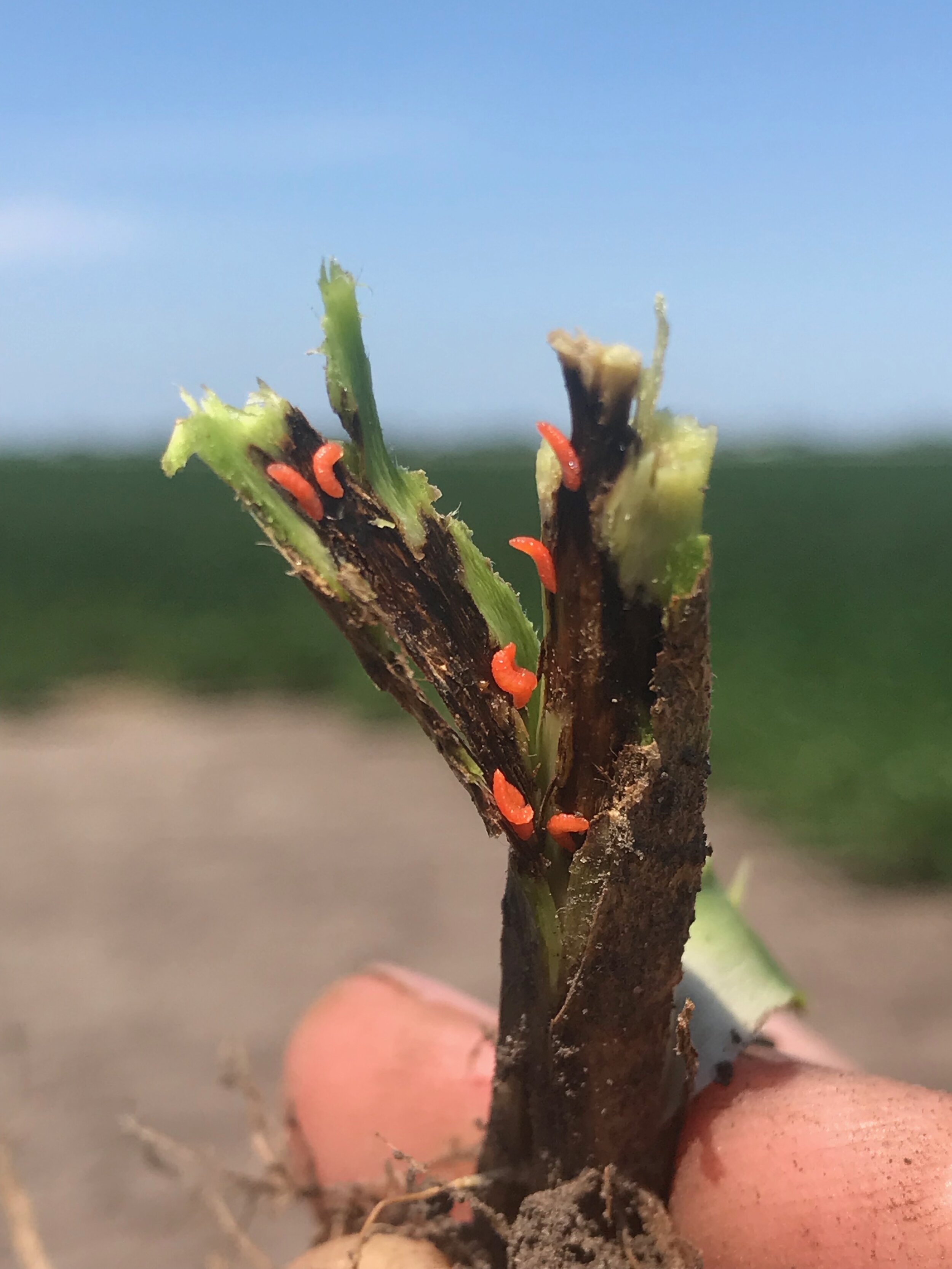 Final instars and blackening of soybean plant at base from feeding