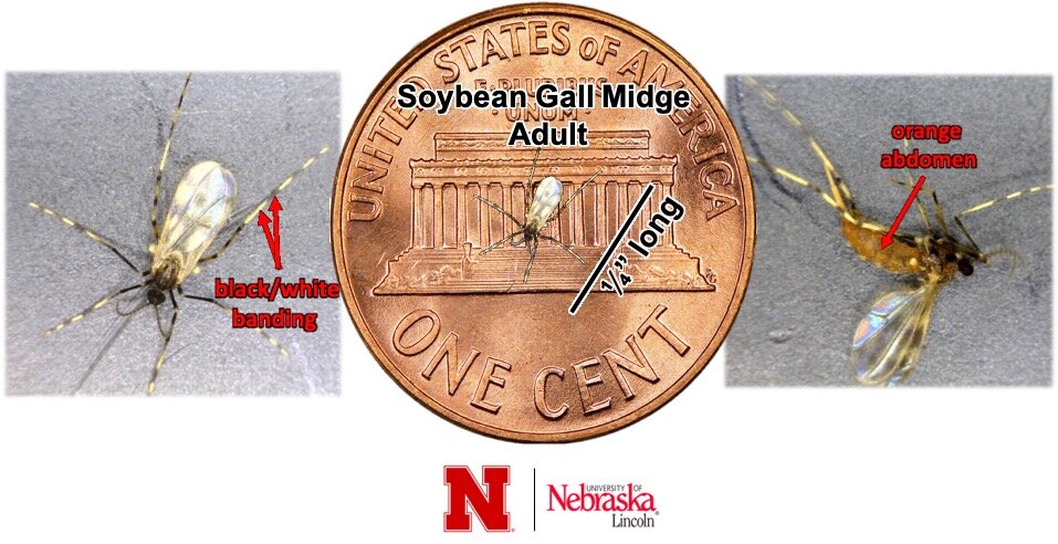 Adult Soybean Gall Midge: Size and Key Characteristics