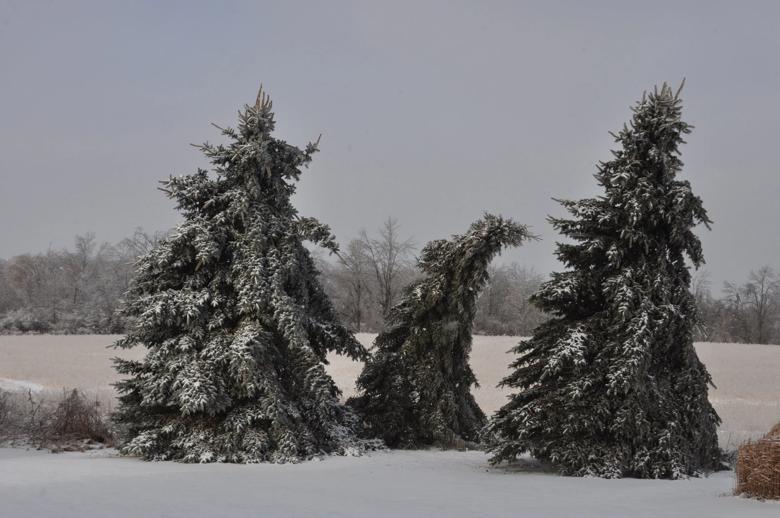 DSC_0568.JPG