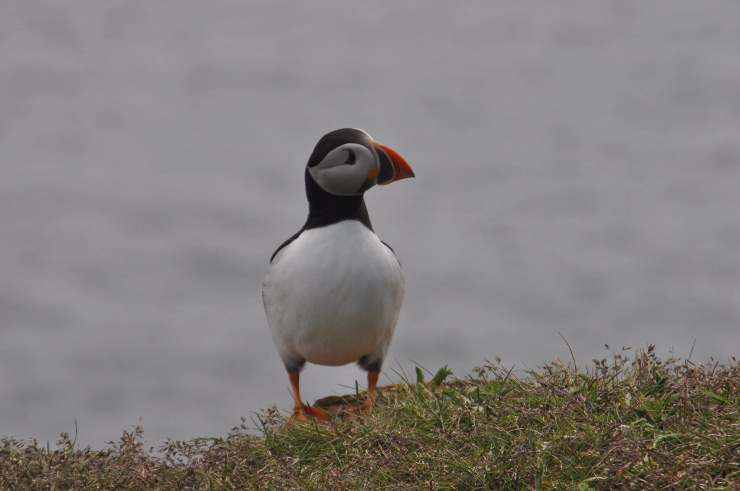 DSC_1264.JPG