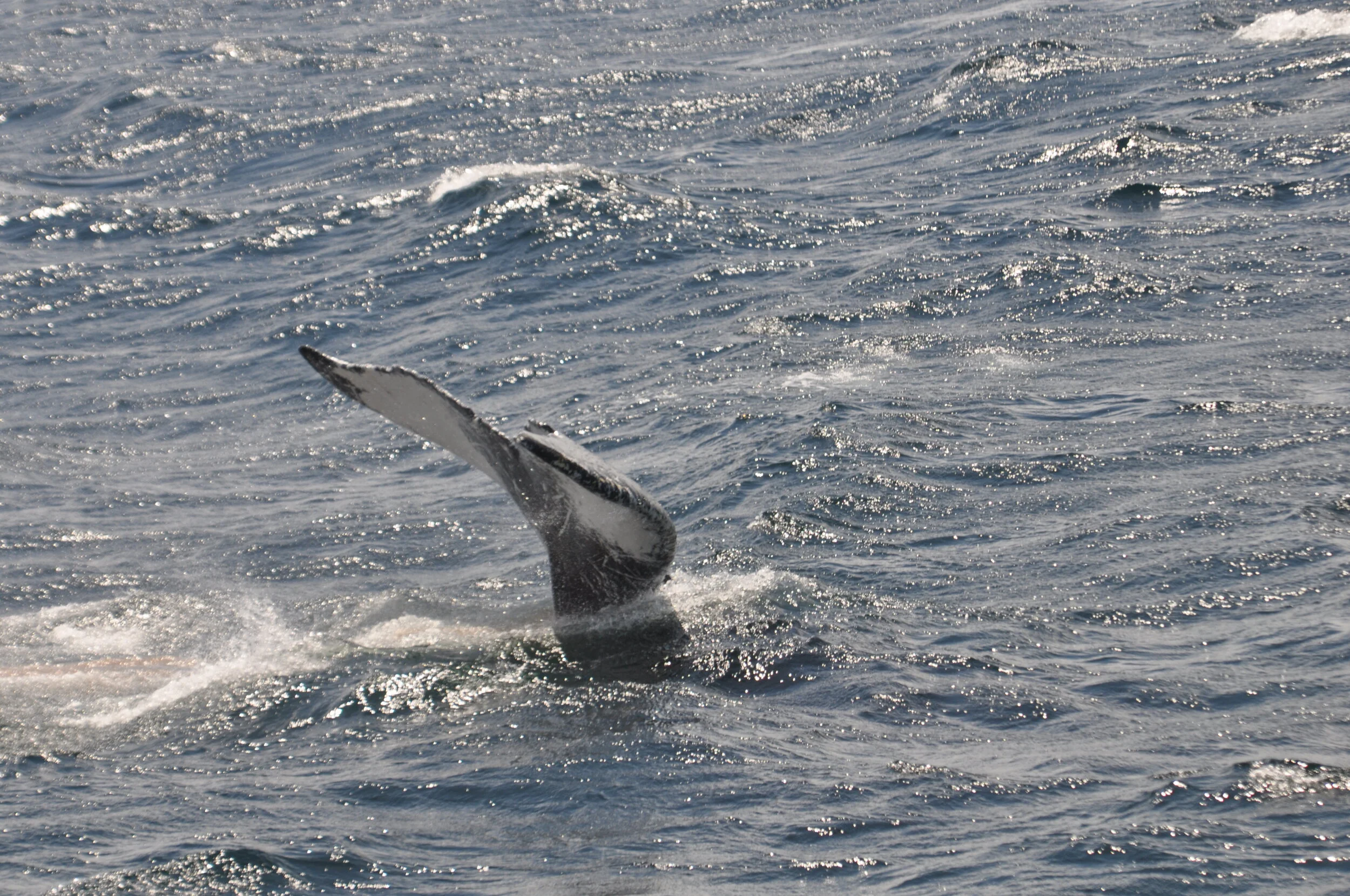 DSC_1312.JPG