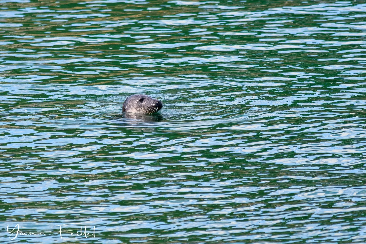 Grey Seal