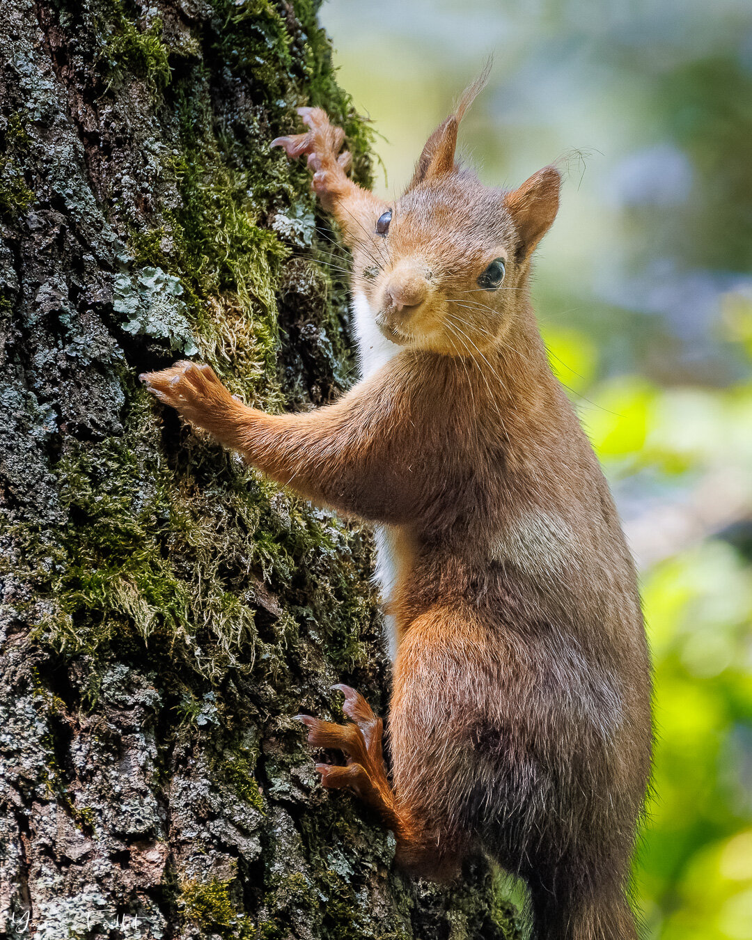 🇳🇿 My very first squirrel shot ever. I didn&rsquo;t get the tail in the frame, it was too close. Nooooooo !
📷 800mm, 1/640sec, f/11, IS0 8000

🇫🇷 Ma toute premi&egrave;re photo d&rsquo;un &eacute;cureuil. Al queue ne rentrait pas dans le cadre, 