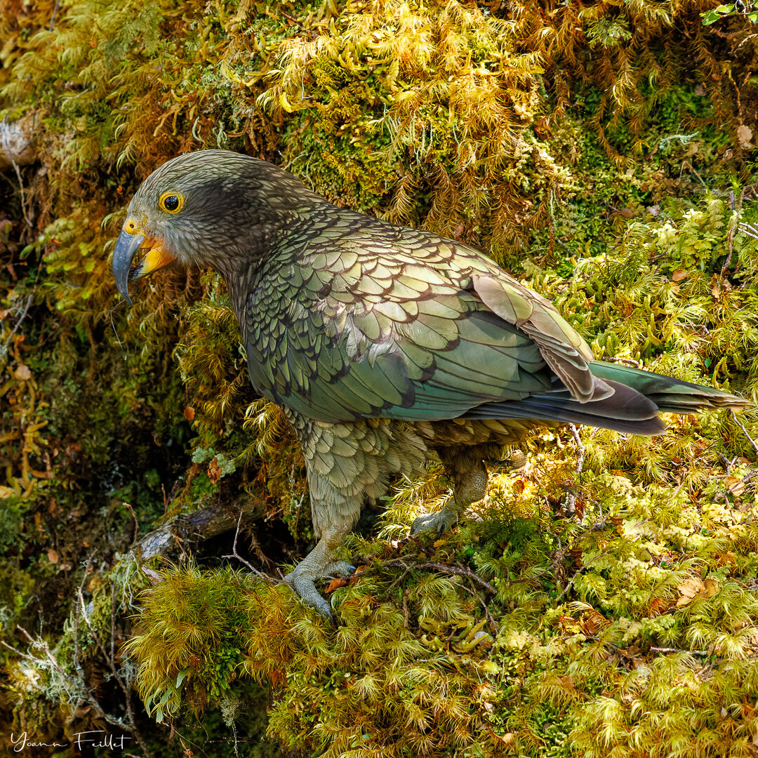 🇳🇿 On my way up to Luxmore Hut (Kepler track), I spotted a gang of juveniles kea feeding. I like the mix of greens and yellows.
📷 24-105mm, 1/250sec, f/8, IS0 12800

🇫🇷 En chemin vers Luxmore Hut (Kepler track), j&rsquo;ai aper&ccedil;u un petit