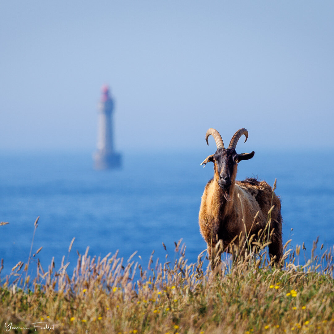🇳🇿 Ushant island, the westernmost point of metropolitan France is famous for its lighthouses, storms, black sheep and rugged coasts. I met so many goats on the track that goes around the island last weekend that I would add those animals on the lis
