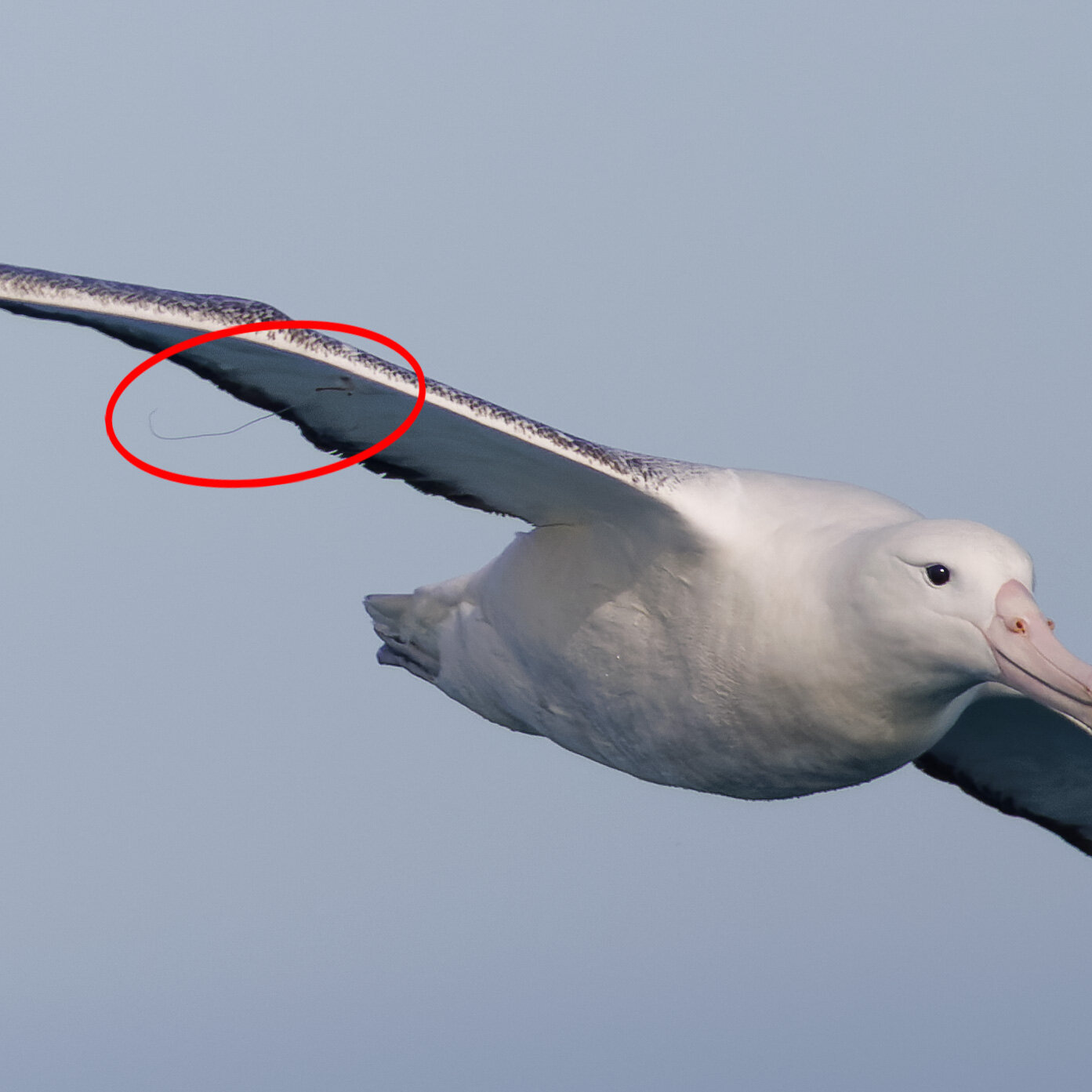 🇳🇿 It&rsquo;s World Albatross Day (19th of June)! A few weeks ago I was very lucky to be surrounded by those majestic birds. When I checked the photos later on, I realised that this one had a hook on its wing. I hope it&rsquo;s only hooked to its f