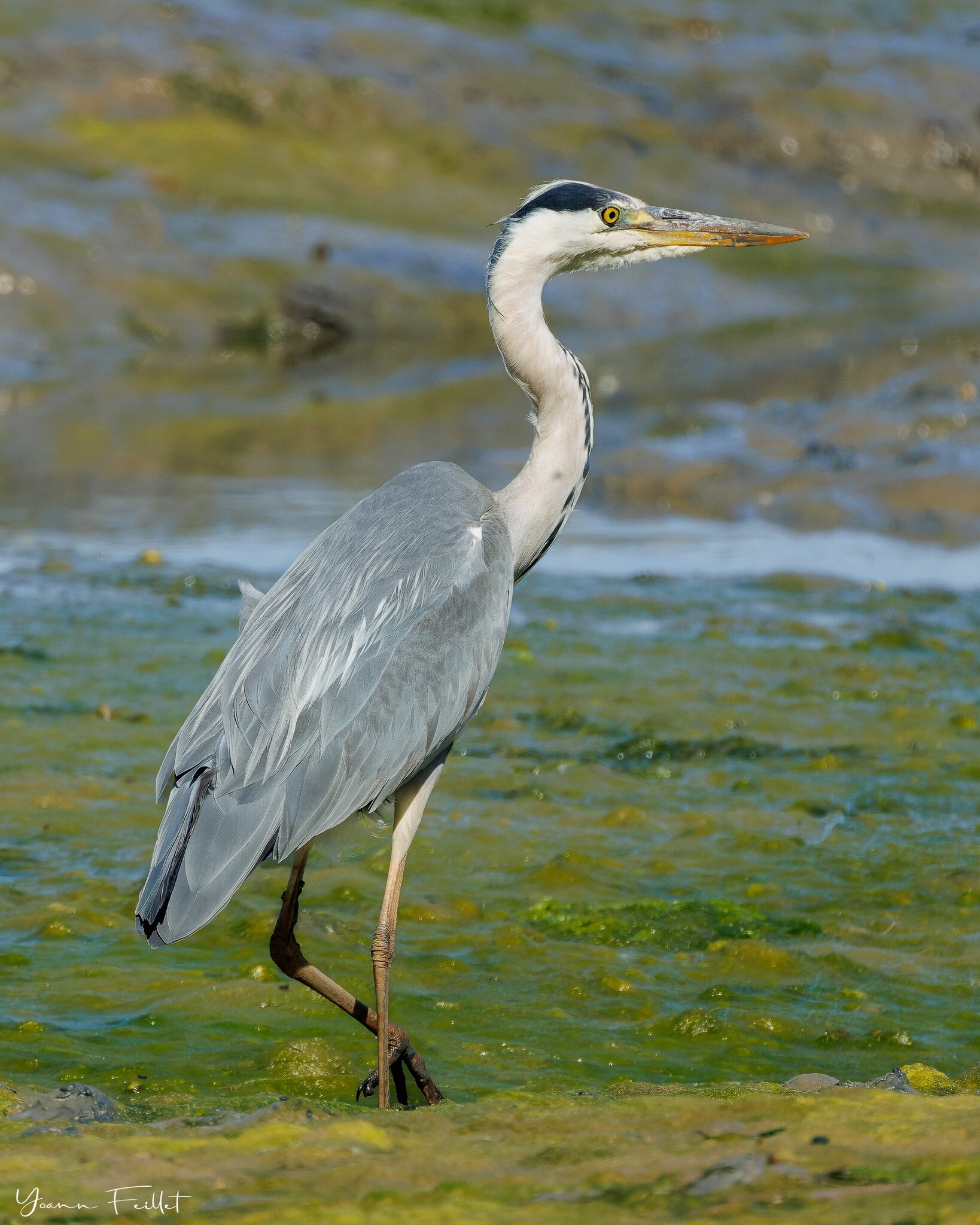 🇳🇿 Nice bird, ugly background. As I&rsquo;m riding my bike to see a friend, I passed by that heron. And, surprise, it didn&rsquo;t fly away. I quickly pulled out my camera and bingo! I didn&rsquo;t have time to lie down unfortunately and get a nice