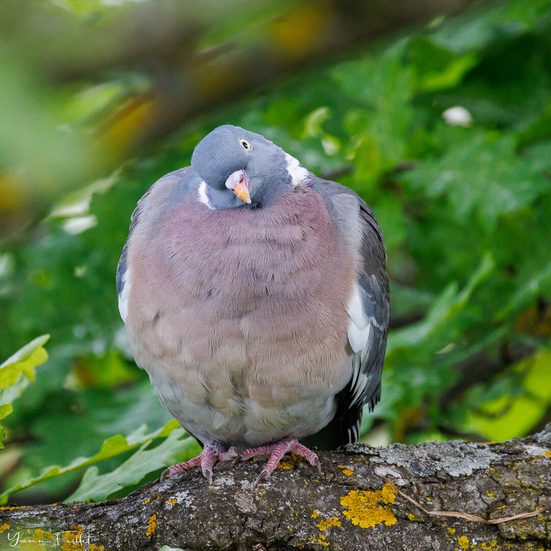 🇳🇿 As it is just about to have a nap, this common wood pigeon spotted me. Didn&rsquo;t bother much and went for a good sleep. What would happen to me if I was sleeping on a branch?
📷 800mm, 1/640sec, f/11, IS0 2000

🇫🇷 Alors qu&rsquo;il est sur 