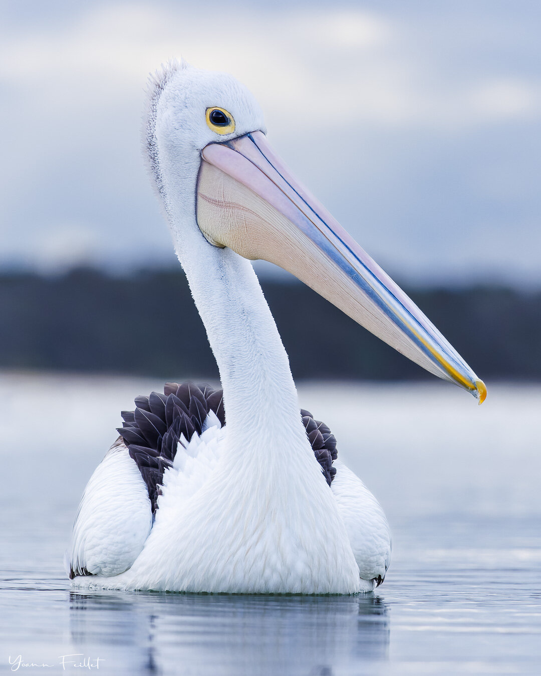 🇳🇿 I like the Australian Pelican, it&rsquo;s such a funny bird to watch. Not because it&rsquo;s Australian, because it&rsquo;s a pelican. A giant duck-like bird sitting on the water, a bit opportunistic, a bit clumsy, a bit weird with its long bill
