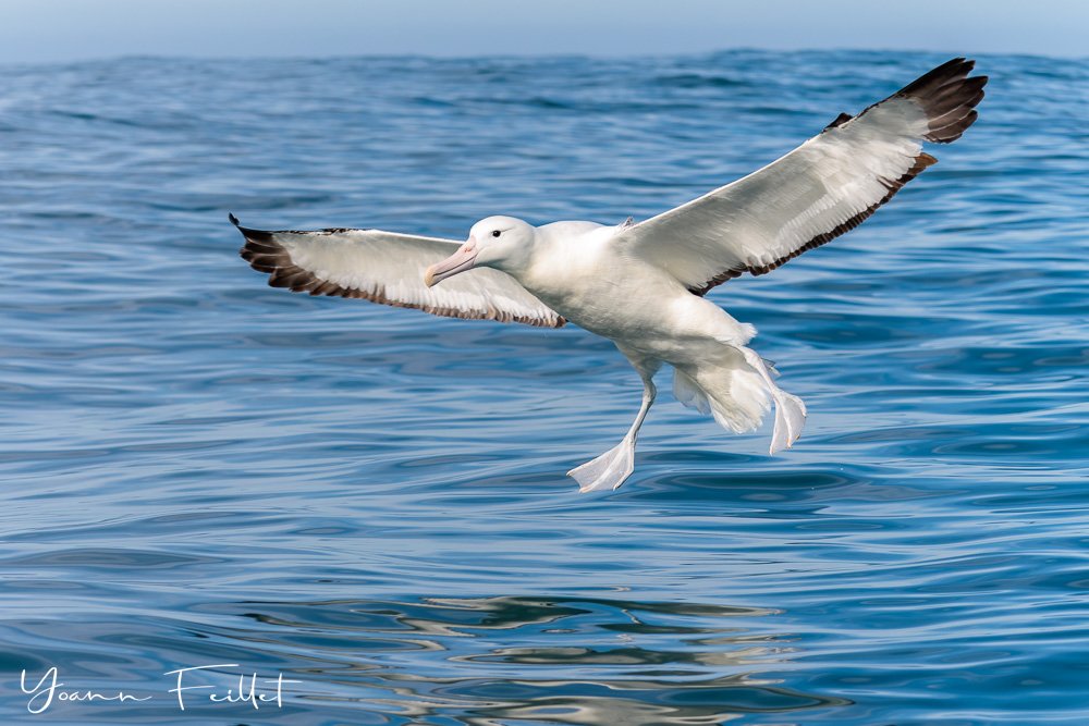 Albatros-landing-New-Zealand-Yoann-Feillet.jpg