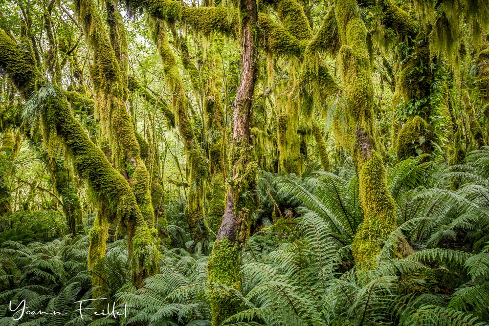 Milford-forest-New-Zealand-Yoann-Feillet.jpg