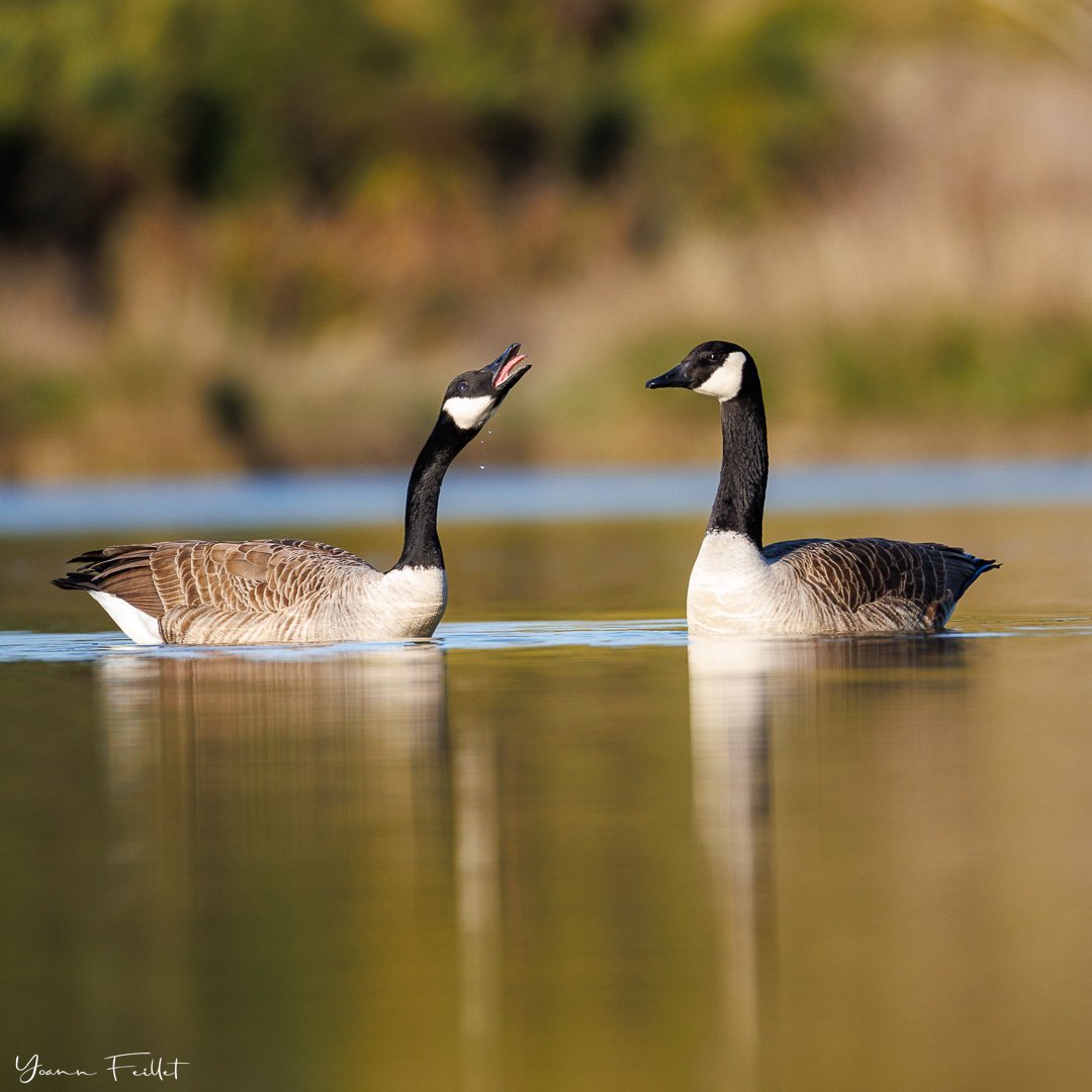 🇳🇿 I was surrounded by Canadian geese today and I witnessed strange courtship behaviours. It looks like the male yells at the female while she seems to ignore him. I'll try the same thing at home tonight, just to see. I may have to sleep on the sof
