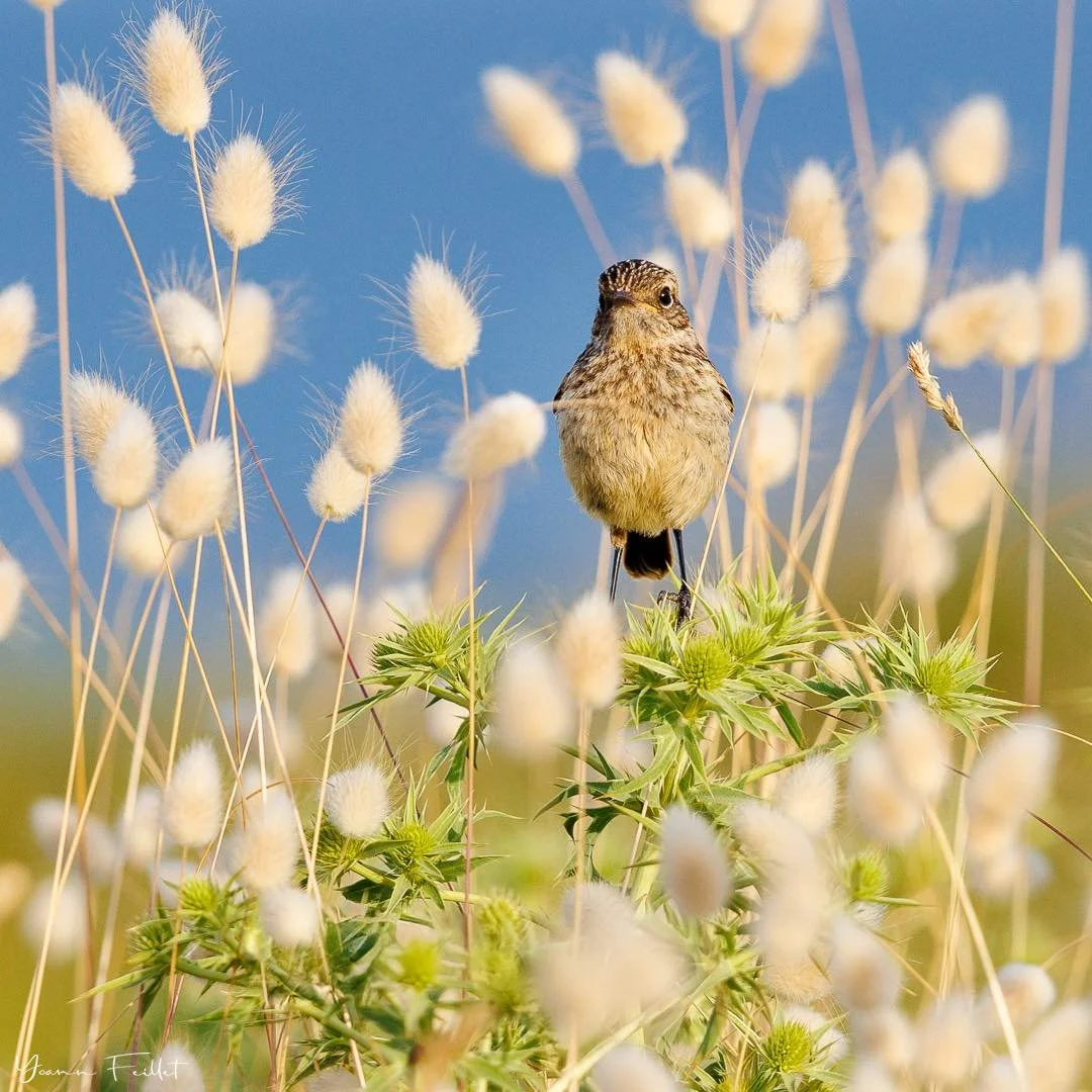 🇳🇿 &ldquo;🎵Alouette, je te plumerai la t&ecirc;te&rdquo;🎵 (Skylark, I&rsquo;ll pluck your head !). You know that song don&rsquo;t you? My first shot of an &ldquo;alouette&rdquo; and no, I didn't pluck his head🥶, nor any other part of his body fo