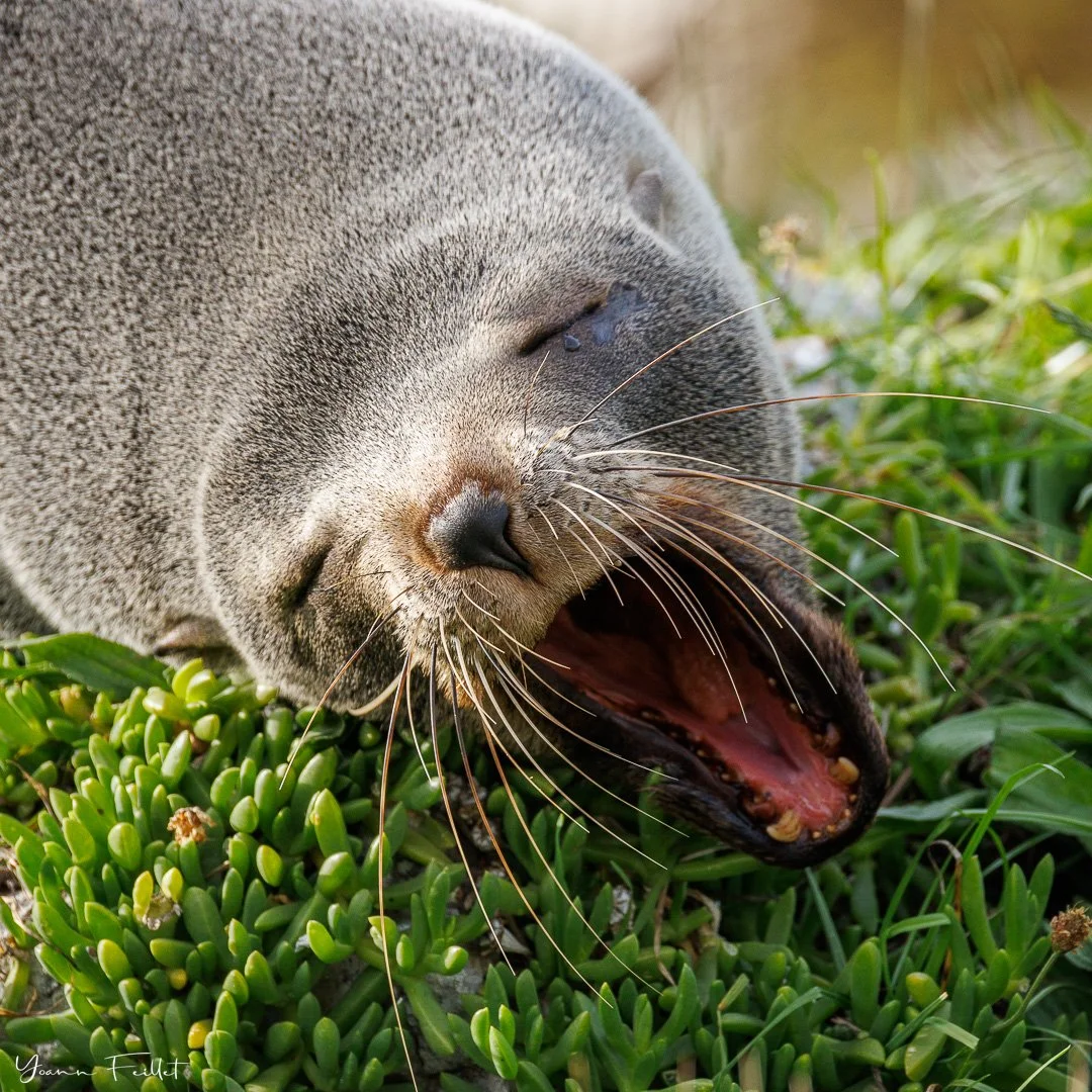 🇳🇿 Seal whiskers. Looks like my eyebrows!
📷 200-800mm, 1/1250sec, f/9, IS0 640

🇫🇷 Moustache d&rsquo;otarie. On dirait mes sourcils !
📷 200-800mm, 1/1250sec, f/9, IS0 640
.
.
#nzseal #nzfurseal #furseal #marinemammals #otarie #naturephotography