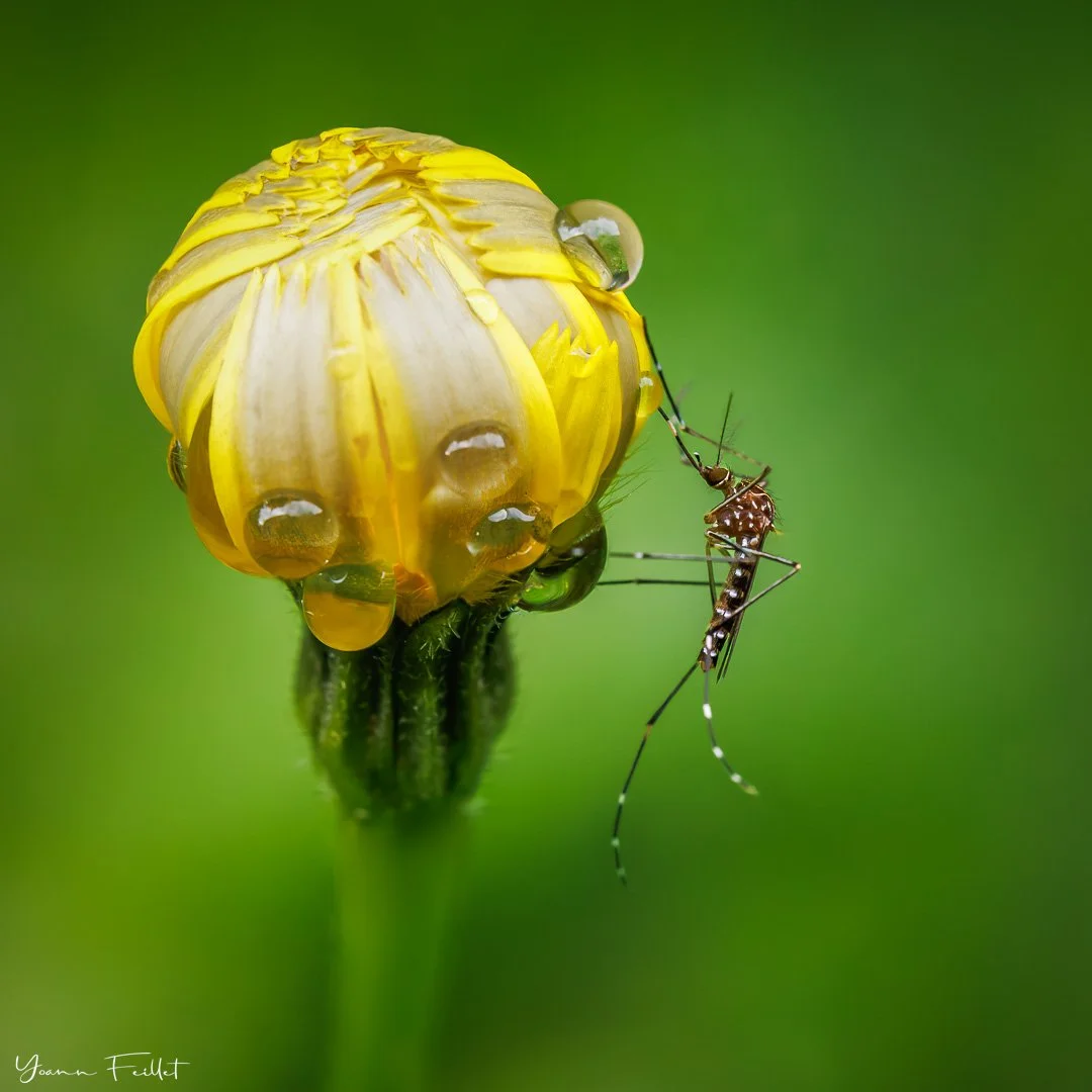 🇳🇿 I tried my new macro lens over the weekend. I thought that dandelion flower would do the test. And then a mossie came up. Right place right time. Thanks. But while I was concentrate to make a good shot, her friends were eating my legs.

📷 100mm
