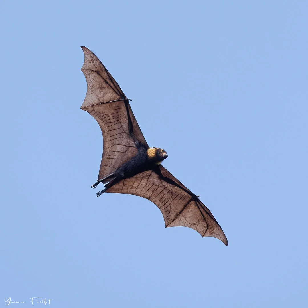🇳🇿 I saw Batman on holiday in Queensland, Australia, last week.🦇
📷 500mm, 1/640sec, f/5.6, IS0 250

🇫🇷 J&rsquo;ai vu Batman en vacances dans le Queensland en Australie la semaine derni&egrave;re.🦇
📷 500mm, 1/640sec, f/5.6, IS0 250
.
.
#bats #