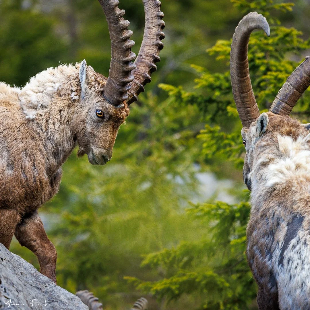 🇳🇿 A quick stop in the French Alps gave me the opportunity to grab a snapshot of ibex. I only had 30 minutes with those beasts. They were standing a few meters away from me, too close for the 500mm lens! I was just hoping they didn&rsquo;t come and