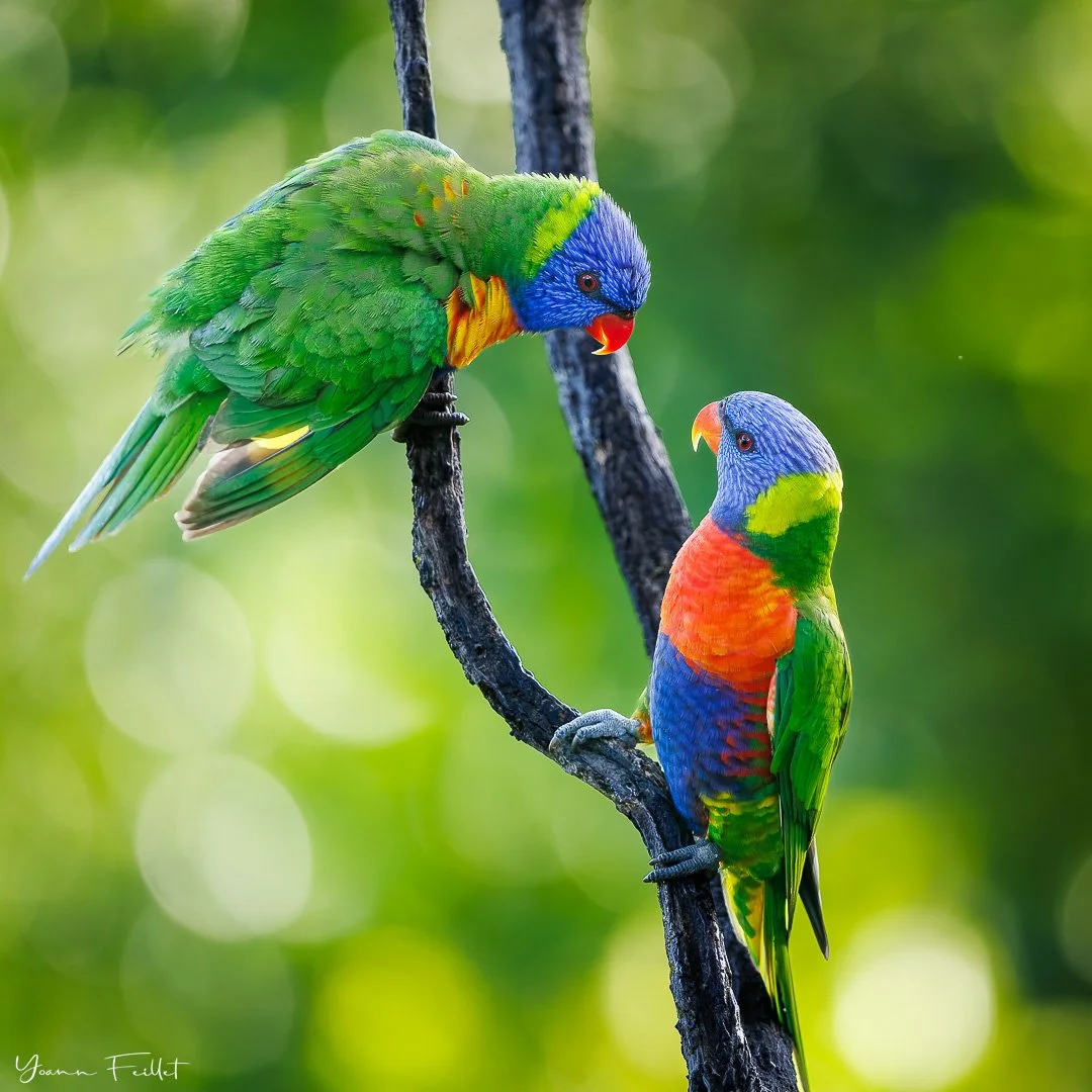🇳🇿 Why did you say, &ldquo;have a great weekend everyone&rdquo;, there is just me here!
📷 500mm, 1/1000sec, f/4, IS0 640

🇫🇷 Pourquoi tu dis &laquo; bon weekend tout le monde &raquo;, il n&rsquo;y a que moi ici !
📷 500mm, 1/1000sec, f/4, IS0 64