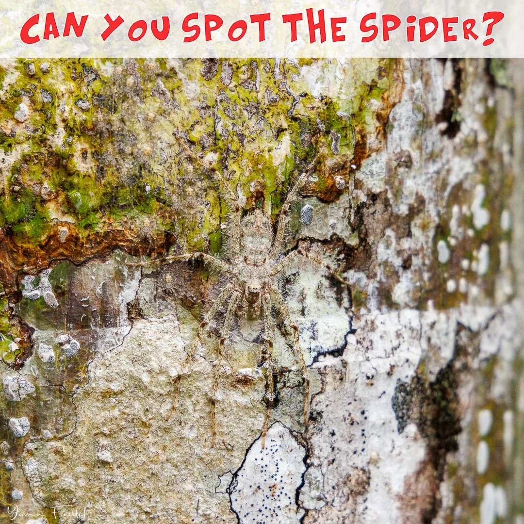 🇳🇿 Can you spot the Lichen Huntsman Spider on that tree? Photographed in the Daintree Forest (Queensland, Australia) just when I was about to put my hand on the trunc for a rest 😱 !!! It&rsquo;s almost impossible to spot, amazing camouflage!!!
📷 