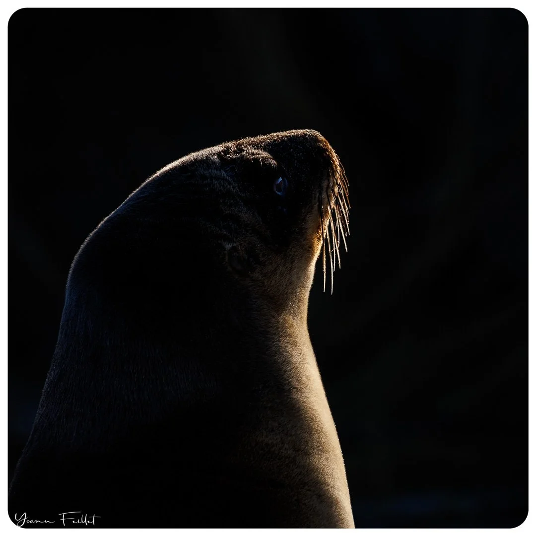🇳🇿 Two good-looking sea lions sitting between me and the sun rising made me get the perfect silhouette of, well, two good-looking sea lions.
📷 200-800mm, 1/2500sec, f/9 IS0 640

🇫🇷 Deux beaux lions de mer posent entre moi et le soleil levant cr&