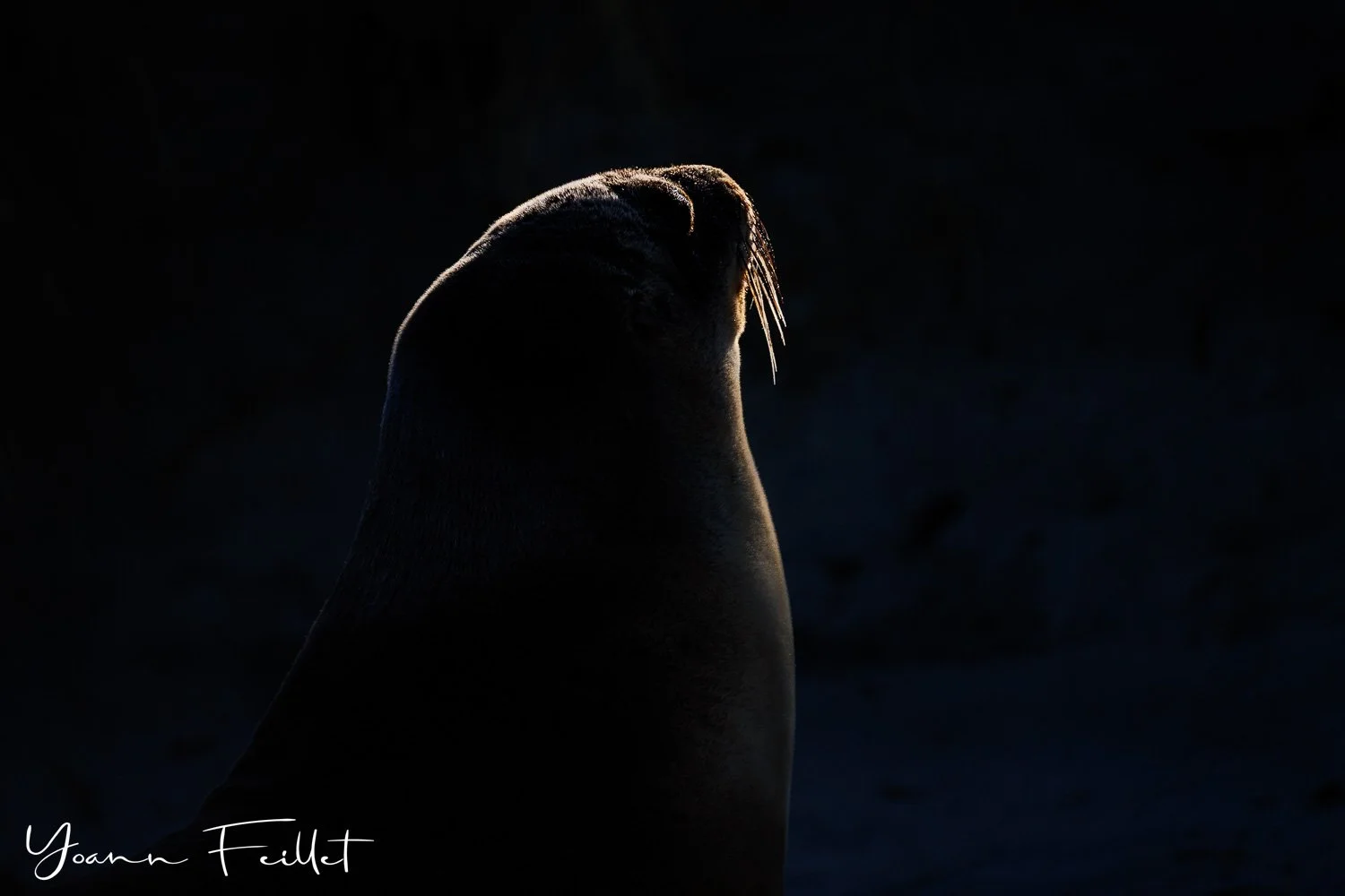 Sea Lion Silhouette