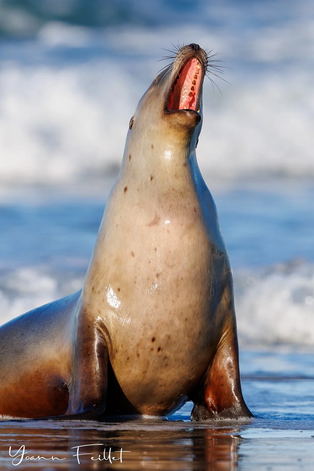 Female Sea Lion