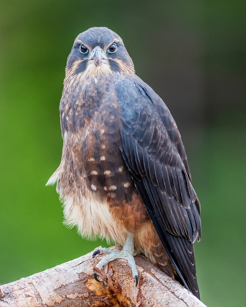 🇳🇿 Congrats New Zealand Falcon, you won the New Zealand Bird of the Year 2025 @forestandbird. With a speed of up to 200km/h no wonder why you won. But that&rsquo;s a $630 fine mate and a 28-day licence suspension! Just saying. By the way,  blue-gre