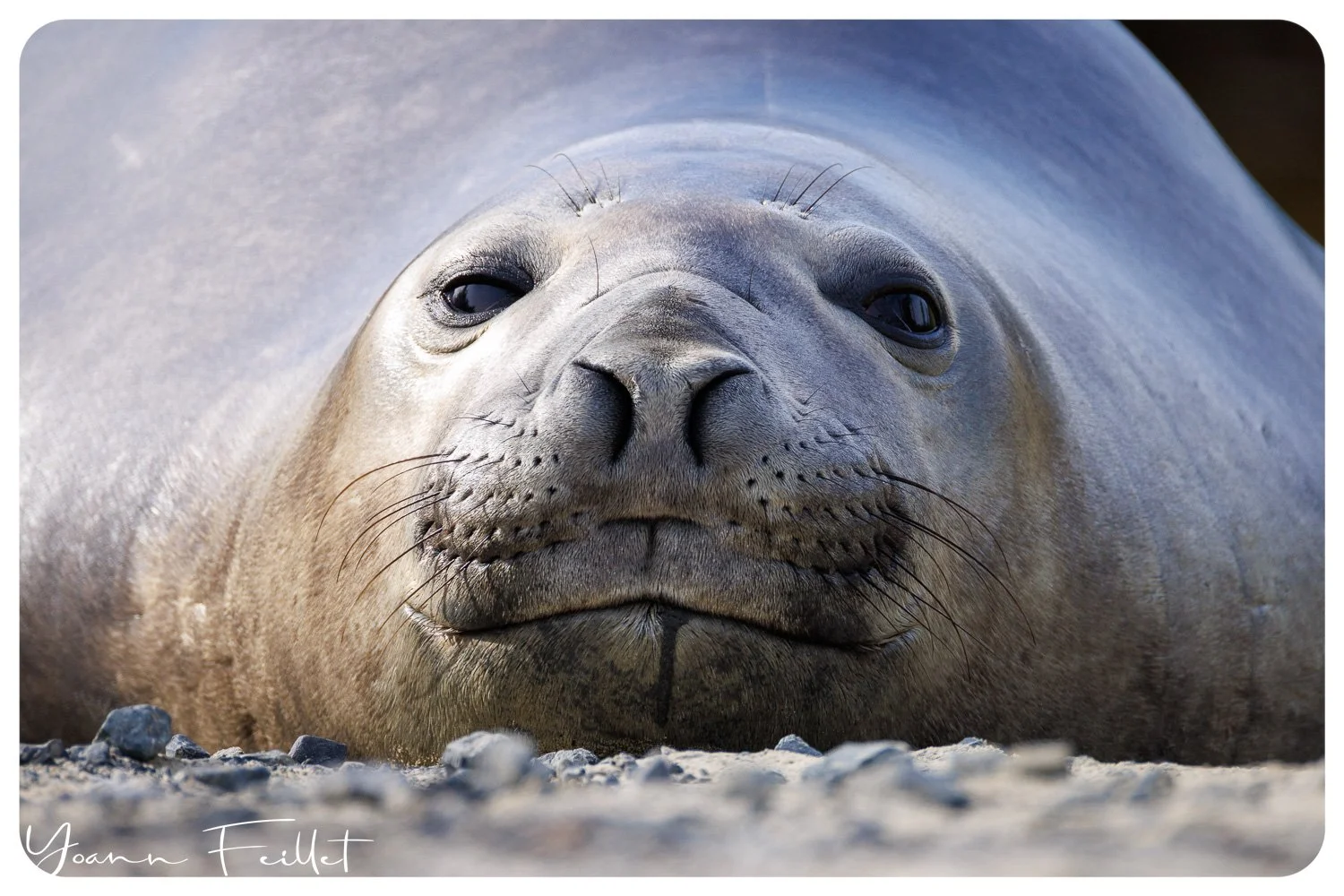 Young Elephant Seal