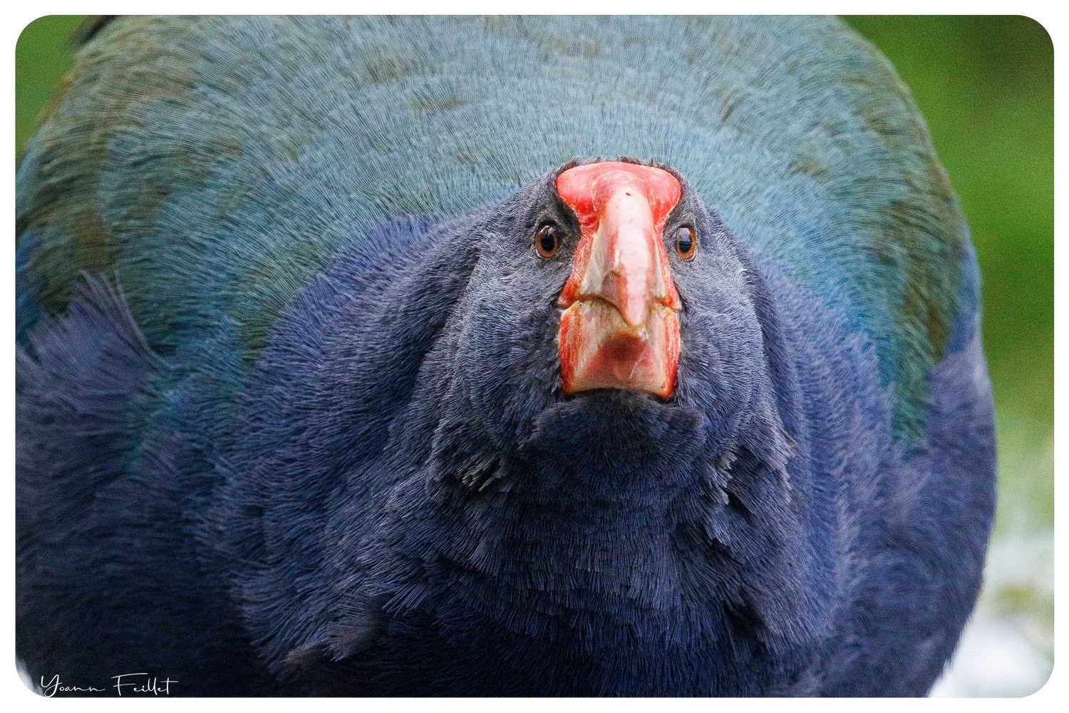 Takahe