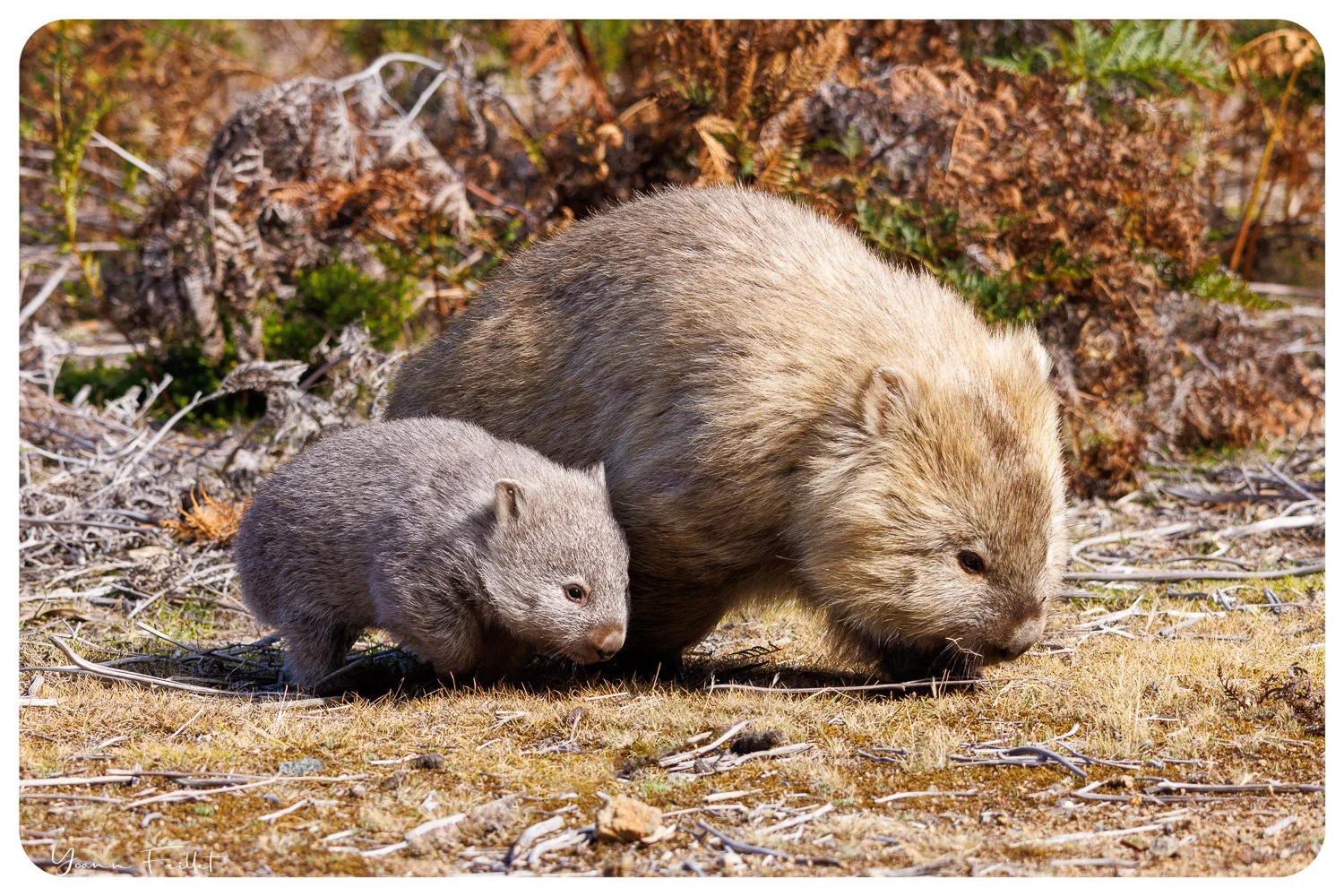 Wombats
