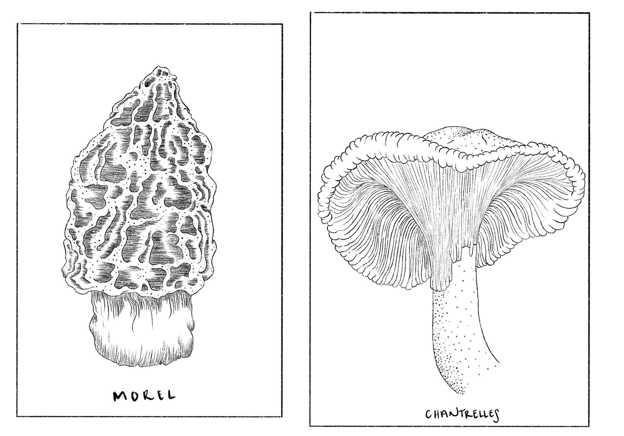 Morel et Chantrelles