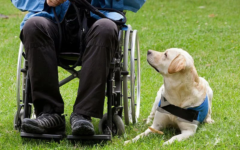 Emotional Support Dog Training - Tips For Your ESA