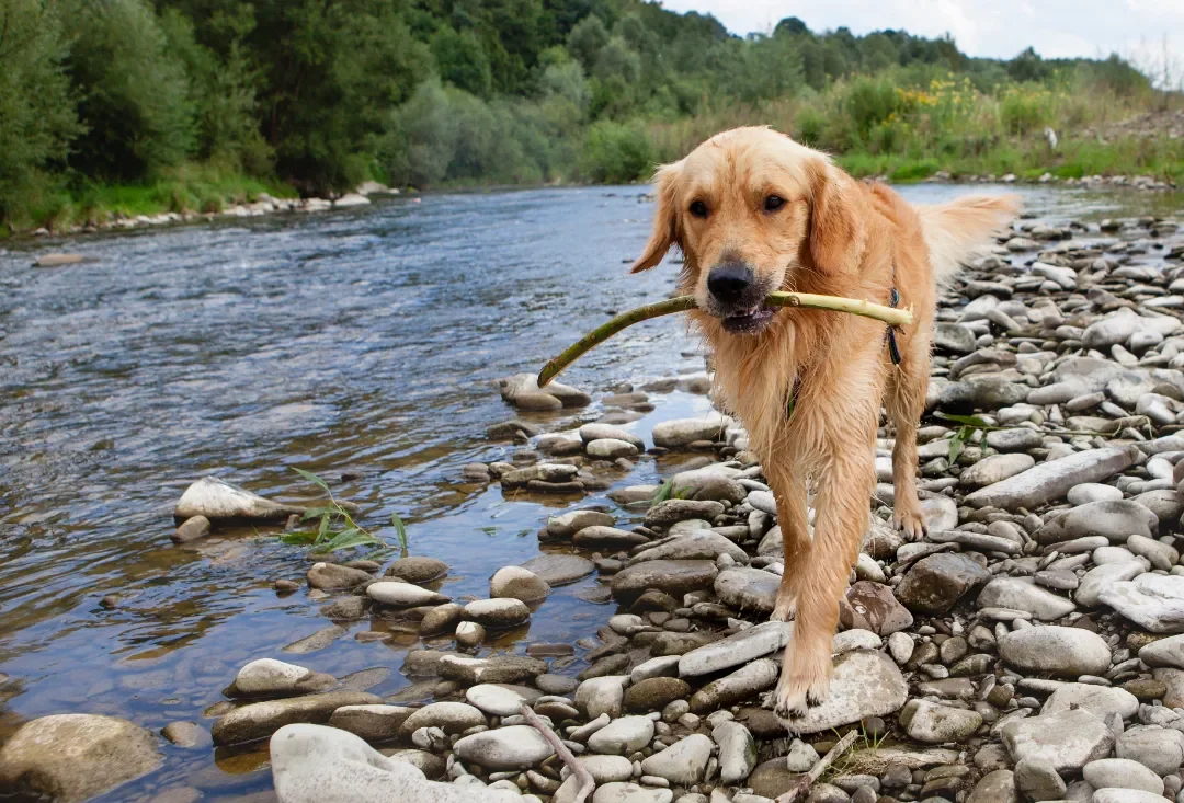 How to Get an ESA Letter in Mississippi