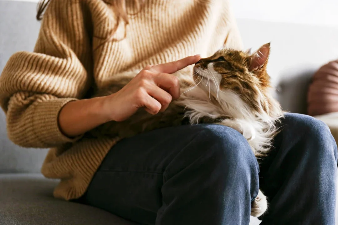 How to Register an Emotional Support Cat