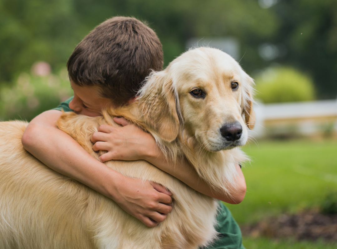 How to Get an Emotional Support Letter for a Labrador Retriever