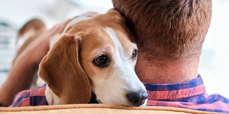 Emotional Support Animal Letter for HOA